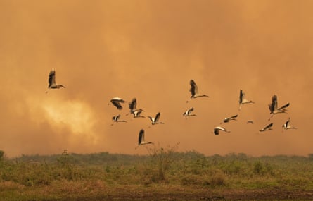 Scientists say that increasingly intense wildfires have put unprecedented attention on the impact to birds.