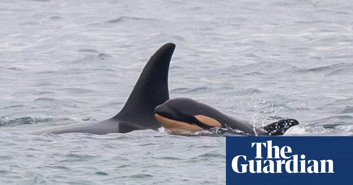 Endangered Orca Tahlequah Faces New Loss