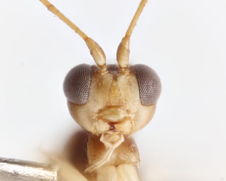 Head of new genus of wasp named after David Attenborough.