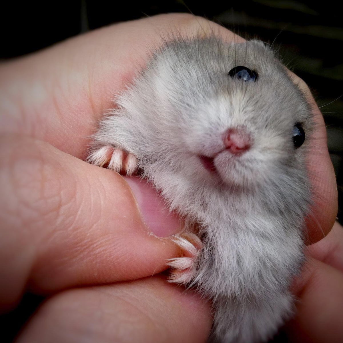 Student Says She Flushed Emotional Support Hamster After Spirit