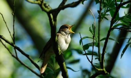 A nightingale sings in the trees.