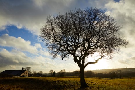 Oak tree, 21 December 2016