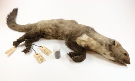 The Cern stone marten, secured for inclusion in the Rotterdam Natural History Museum’s Dead Animal Tales exhibition.