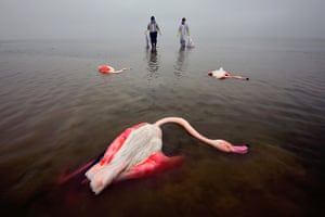 Grand title winner: Environmental photographer of the year | The Bitter Death Of Birds by Mehdi Mohebi

This photo shows the efforts of the environmental forces to collect the bodies and prevent the spread of this disease
