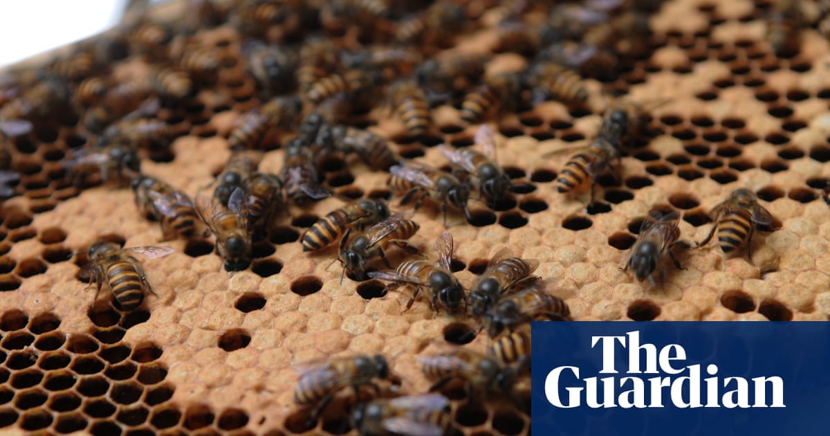 More than 15m bees destroyed in NSW to contain deadly varroa mite parasite