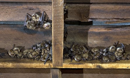 A colony of big brown bats with their young in a barn in the US.