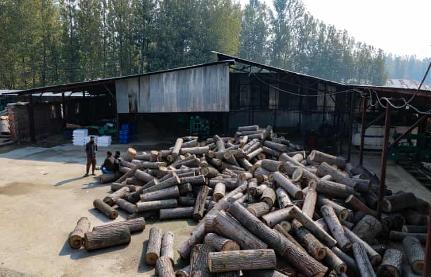 Poplar logs outside a pencil slate factory, Ukhoo