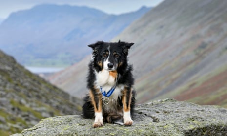 Rescue dog in the Lake District
