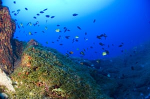 Macroalgae beds in Hawaii's coral reefs