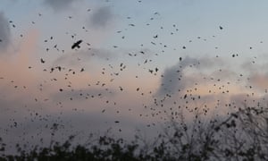 Rook flock at sunset in the Norfolk Broads, England