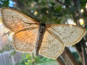 Toronto, Canada: a yellow-dusted cream moth (Cabera erythemaria)