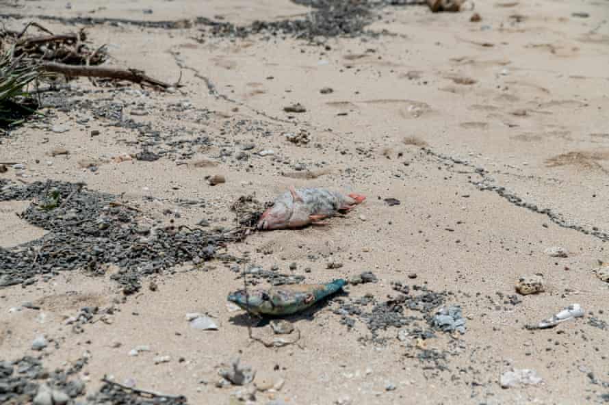 Pesci morti sparsi per la spiaggia di Nomoka.