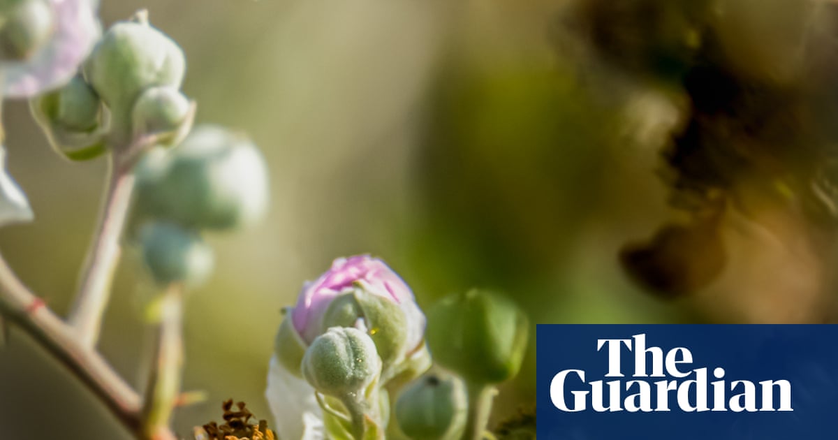 The best of 2019 wildlife photography awards – in pictures