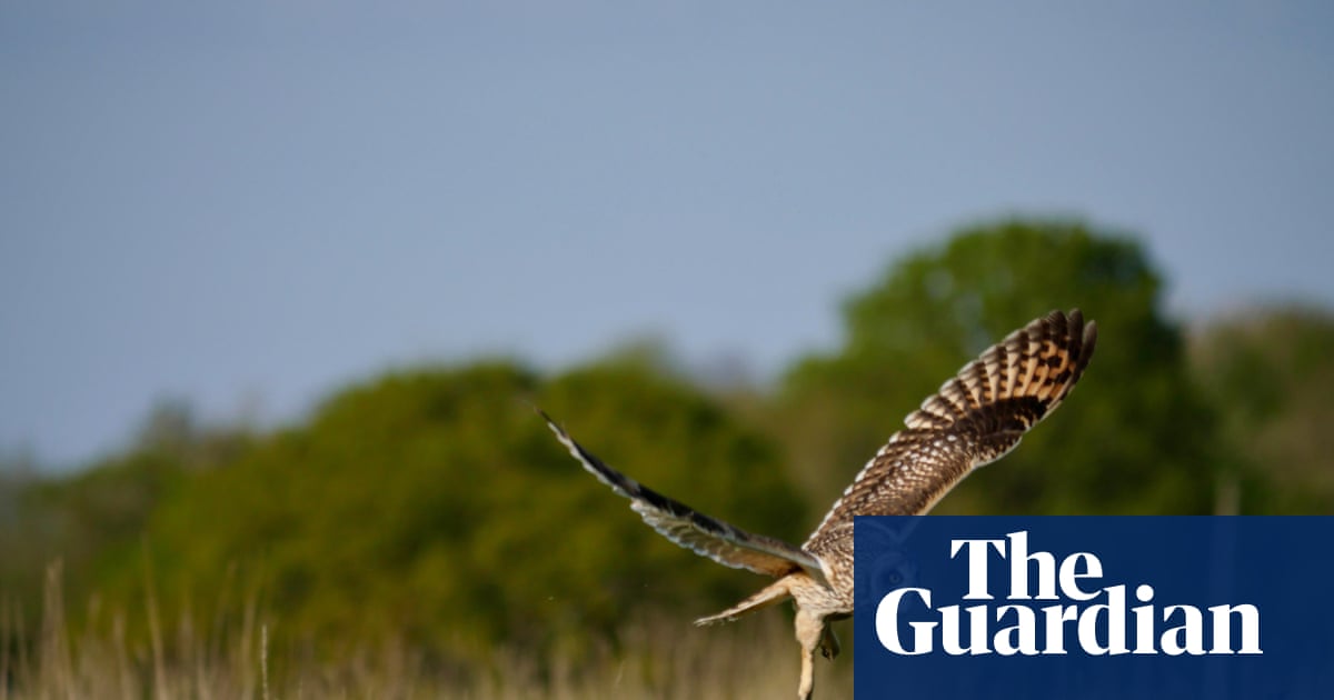 'Hold your nerve and trust nature': birds, bats and butterflies rebound at Somerset rewilding farm