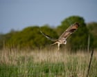 ‘Hold your nerve and trust nature’: birds, bats and butterflies rebound at Somerset rewilding farm