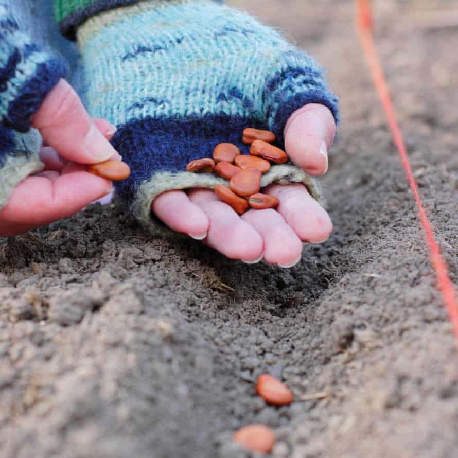 Sowing broad beans outdoors