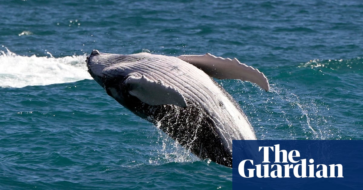 Unsuspecting windsurfer collides with gray whale in the San Francisco Bay
