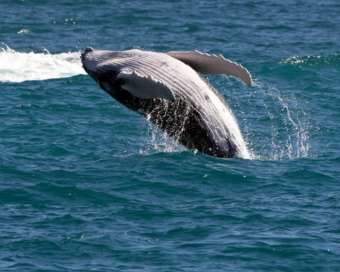 Pacific gray whales facing ‘catastrophic’ die-off as climate crisis hits food supply