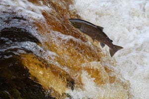 A salmon is seen leaping up the flowing waters of Stainforth Force waterfall near Settle in the Yorkshire Dales, UK, during their return to their spawning grounds.