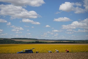 Riders in a breakaway pass a sunflower field.