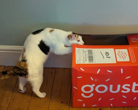 The writers cat is peering into an empty Gousto box on their hind legs. The cat is white with a tabby tail and black and brown patches.
