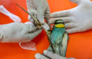 An injured bird is treated at the Dicle wild animal rescue and rehabilitation centre in Diyarbakır, Turkey