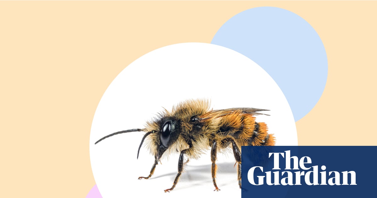 Say no to pesticides, mix up your lawn and six more ways to help bees to thrive