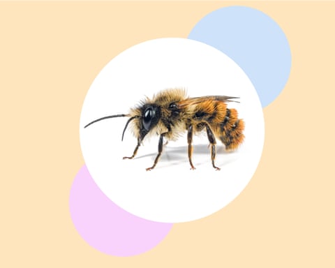 Say no to pesticides, mix up your lawn – and six more ways to help bees to thrive Say no to pesticides, mix up your lawn – and six more ways to help bees to thrive