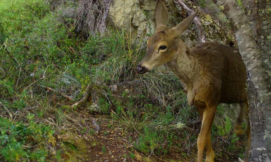 A south Andean deer,