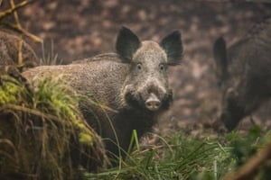 Um javali é visto em Baden Wurttemberg, Alemanha. O estado de Baden Wurttemberg oferece diversidade à vida selvagem da região com suas florestas e rios. Os rios Murg e Reno na região sustentam o ecossistema e também são importantes para aves migratórias