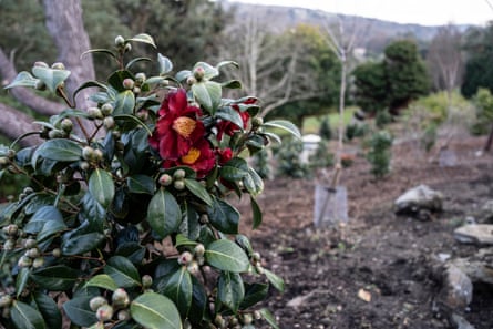 Camellias at Ventnor Botanic Garden in December 2022.