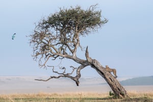 Cheetah in tree