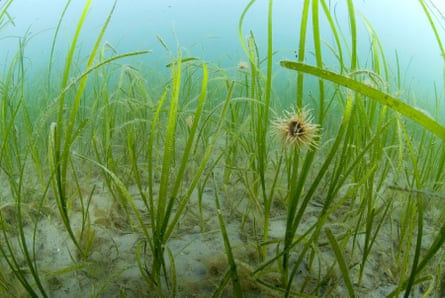 An urchin in seagrass, Helford, Cornwall