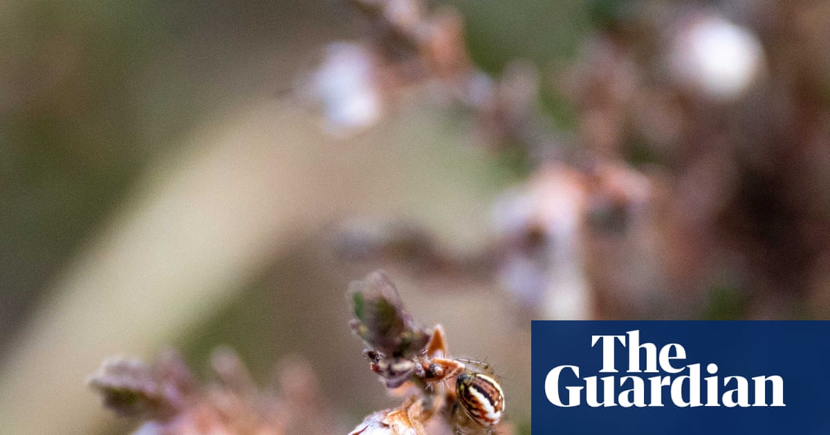 Country diary: The art of noticing rewards with a mini glittering web | Jeni Bell