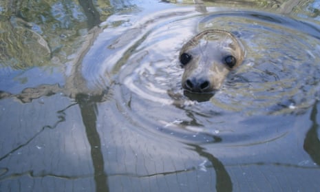 Marina the seal was rescued and rehabilitated by the RSPCA.