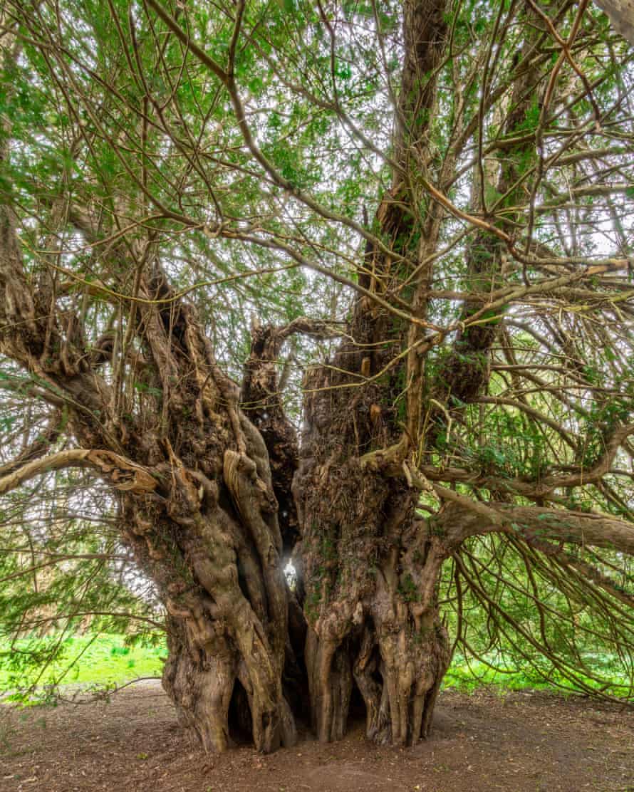 The wonder of yew: the ancient Ankerwycke yew tree.