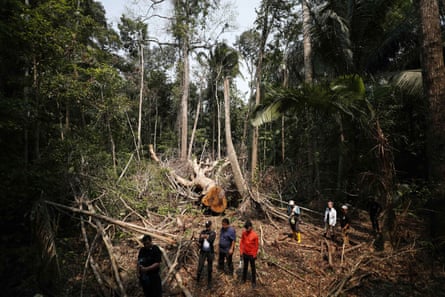 A fallen shihuahuaco tree in Madre de Dios region, with several people milling around.