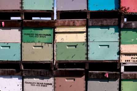 Beekeepers in protective gear walking among hives in a California desert landscape.