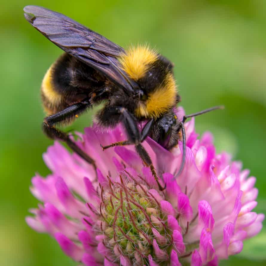 Bee on red clover