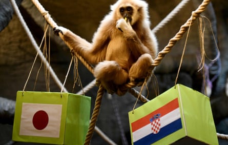 Kent the gibbon thinks about a Qatar 2022 game.