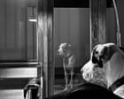 ‘It’s as if Arya, my great dane, is contemplating time and memory’: Johan Van Aarde’s best phone picture