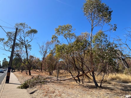 Trees with dead limbs and leaf scorching in Karinya Reserve, Eden Hills