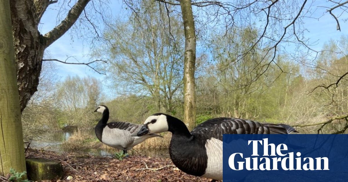 Country diary: These ‘mystery’ geese and I have a fond history | Nick Acheson