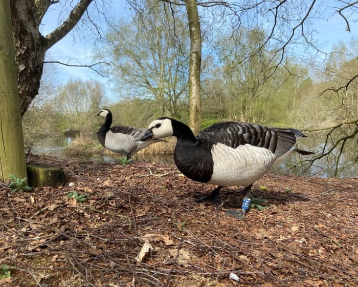 Country diary: These ‘mystery’ geese and I have a fond history | Nick Acheson