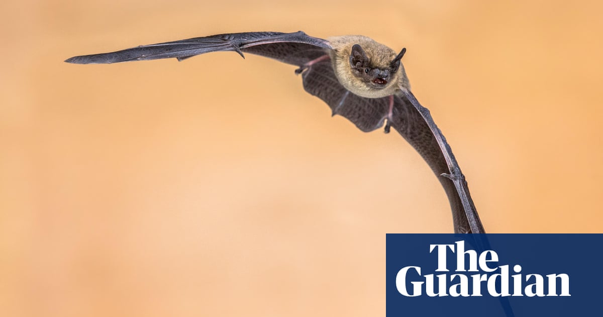 UK charities urge ministers to stop scapegoating nature for planning failures | Planning policy UK charities urge ministers to stop scapegoating nature for planning failures | Planning policy