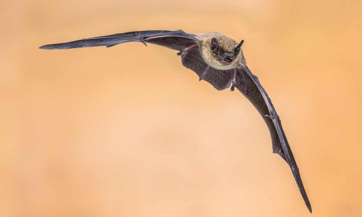 A pipistrelle bat; the species were recorded by the AI monitors. Photograph: Rudmer Zwerver/Alamy
