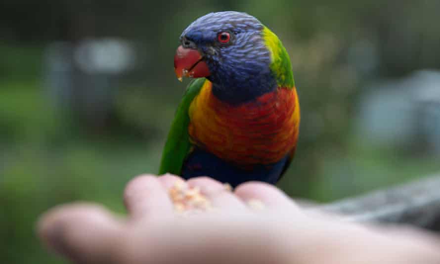 A rainbow lorikeet. 'It's brought us closer as a family.'
