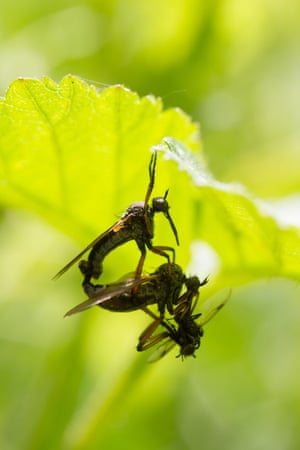 Will they transfer the pollen to another flower after mating?