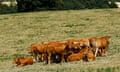 Cattle huddle together in the field near Dodford village in Britain.