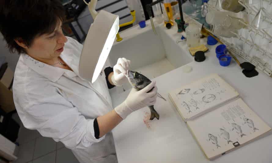 Un chimiste inspecte un poisson pour identifier son espèce dans un laboratoire de Marseille, France.